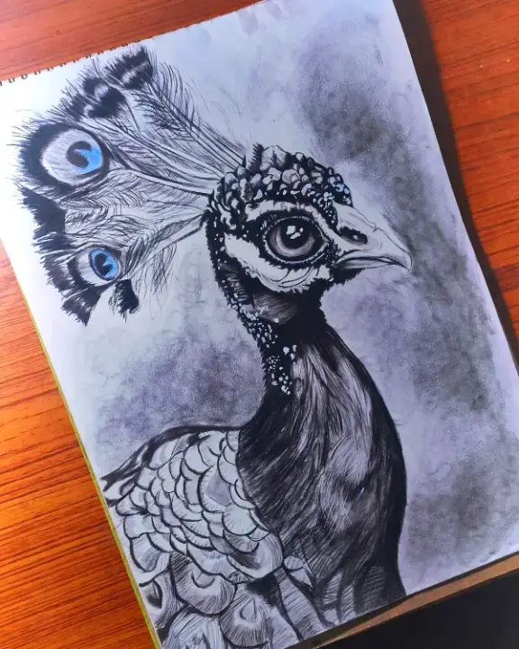 Realistic Peacock Charcoal Drawing