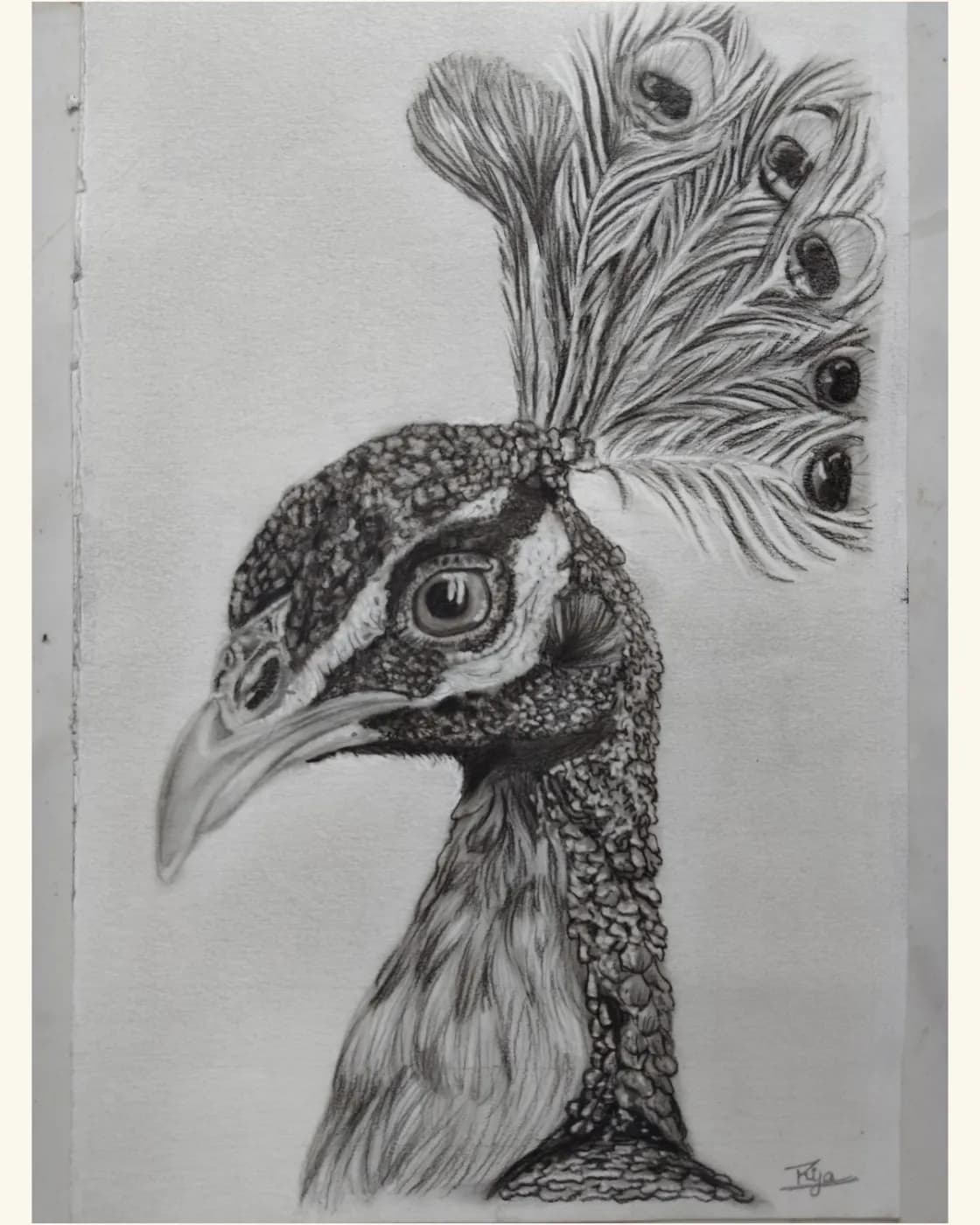 Peacock sketch, photo 1 of 1