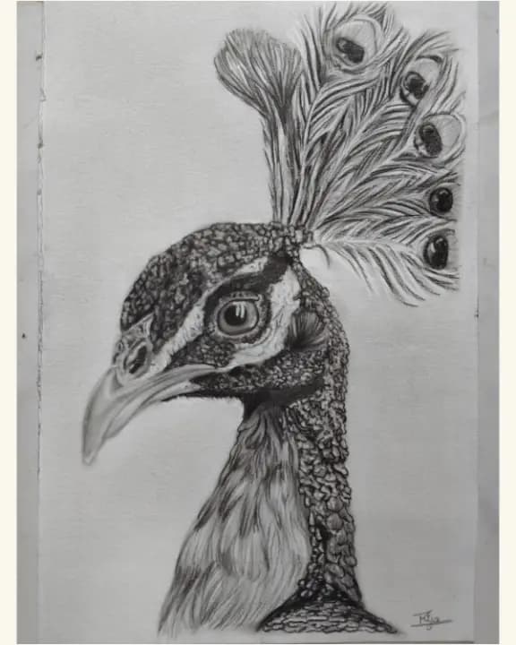 Peacock sketch
